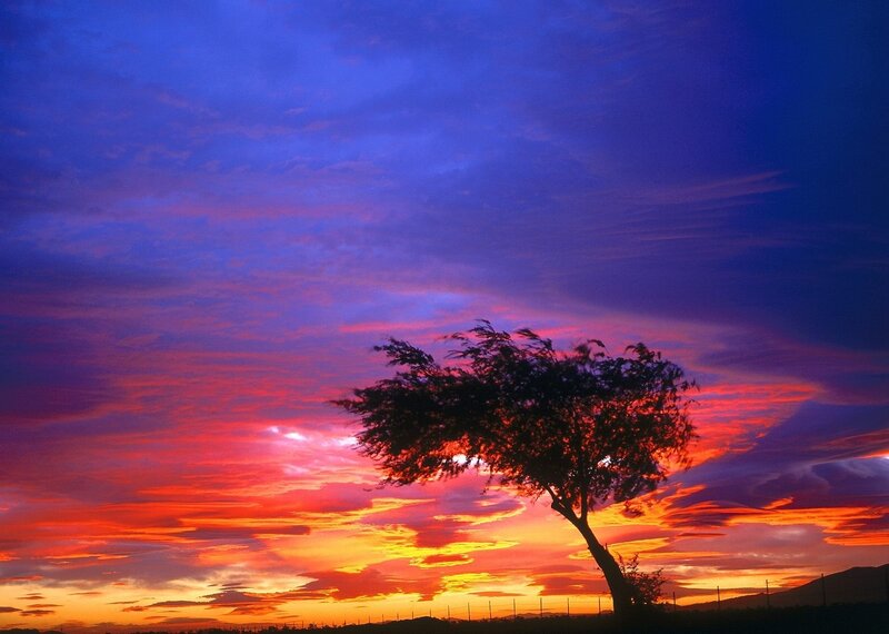 Silhouetted Tree at Sunset — Red, Dramatic