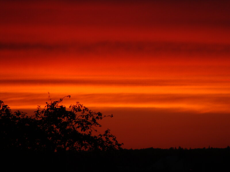 Silhouetted Tree at Sunset — Red