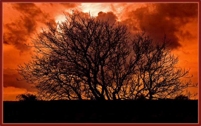 Silhouetted tree at sunset