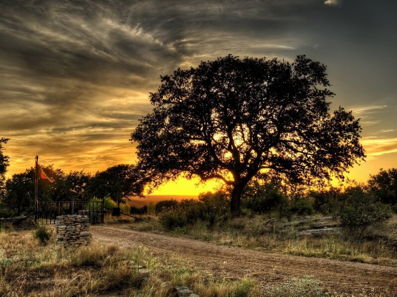 Silhouetted Tree at Sunset — Yellow, Dramatic, Photograph, Gate
