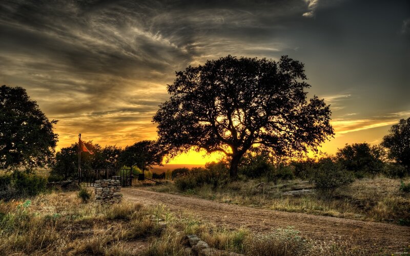 Silhouetted Tree at Sunset — Yellow, Dramatic, Photograph, Path, Flag