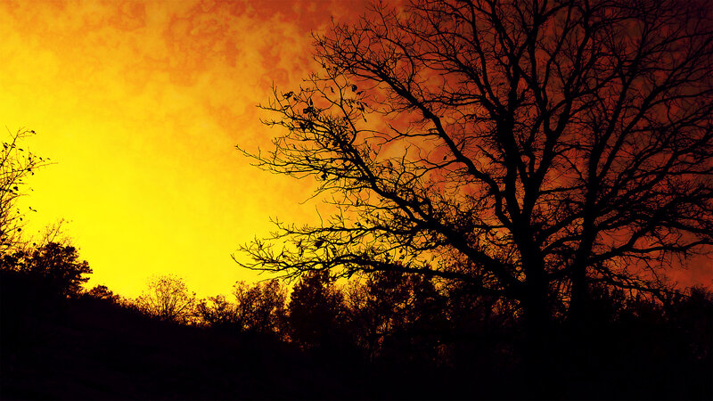 Silhouetted Tree at Sunset — Yellow, Dramatic, Photograph, Sky, Hill