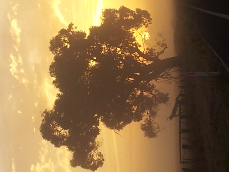 Silhouetted Tree at Sunset — Yellow, Dramatic, Photograph, Sky