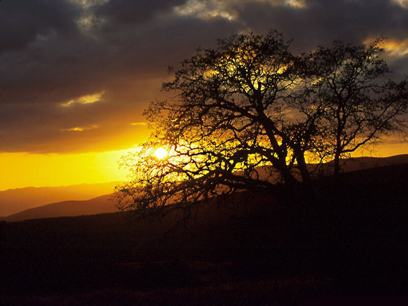 Silhouetted Tree at Sunset — Yellow, Dramatic, Photograph, Sun, Mountains, Clouds
