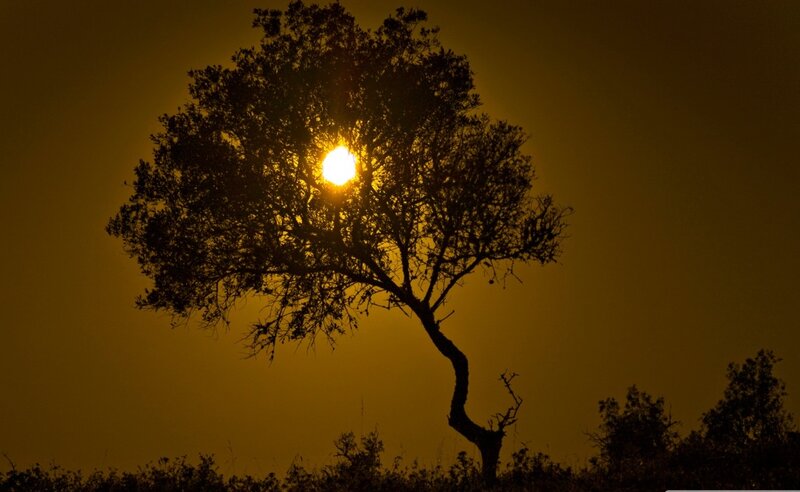 Silhouetted Tree at Sunset — Yellow, Dramatic, Photograph, Sun