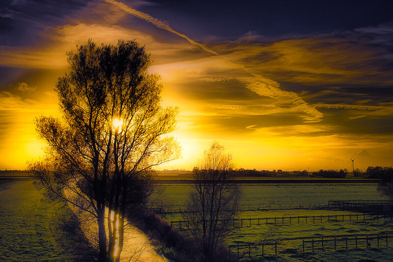 Silhouetted Tree at Sunset — Yellow, Dramatic, Photograph
