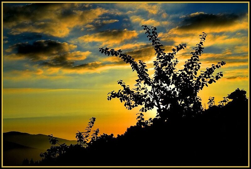 Silhouetted Tree at Sunset — Yellow, Dramatic