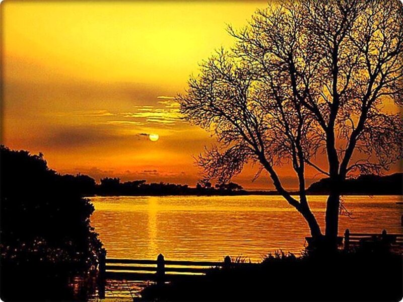 Silhouetted Tree at Sunset — Yellow, Serene, Photograph, Lake