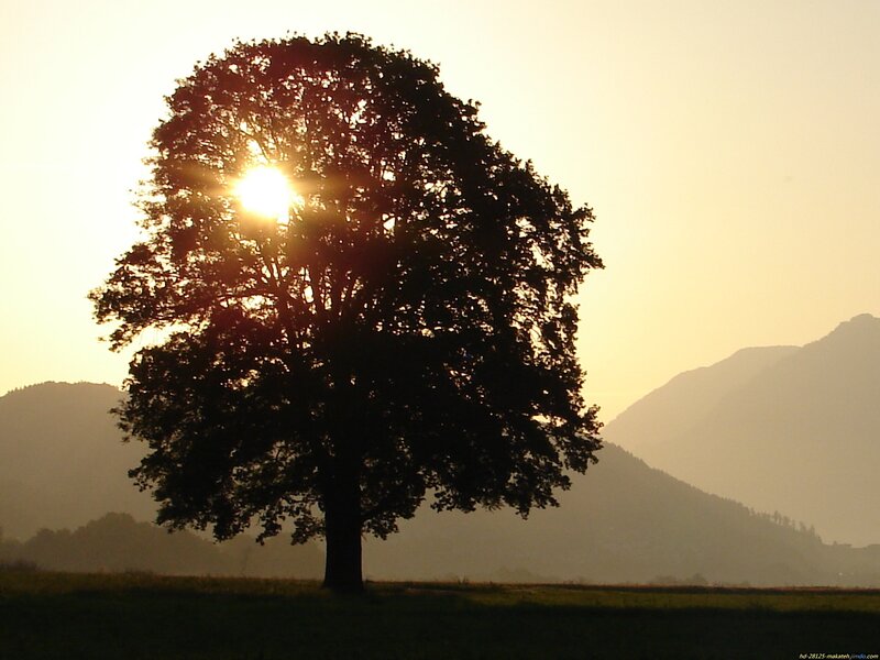 Silhouetted Tree at Sunset — Yellow, Serene, Photograph