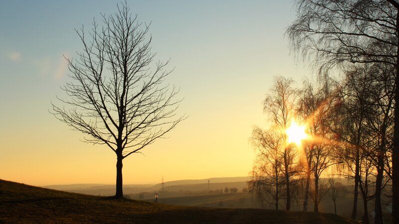Silhouetted Tree at Sunset — Yellow, Serene, Photograph, Trees