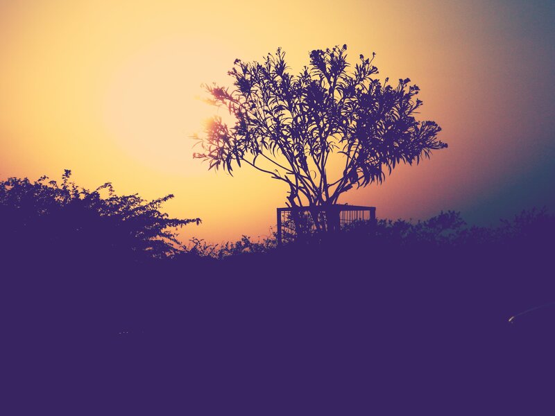 Silhouetted Tree at Sunset — Yellow, Serene