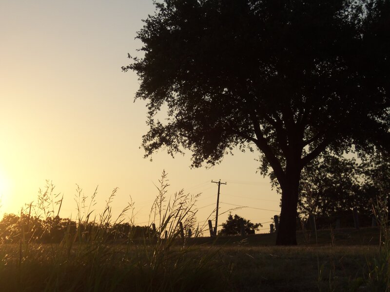 Silhouetted Tree at Sunset — Yellow