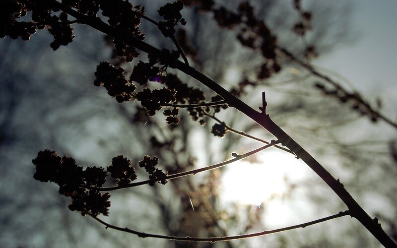 Silhouetted Tree Branch — Black, Dramatic