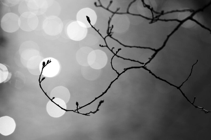 Silhouetted Tree Branch — Black