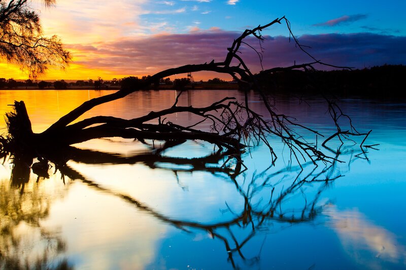 Silhouetted Tree Branch — Blue, Dramatic