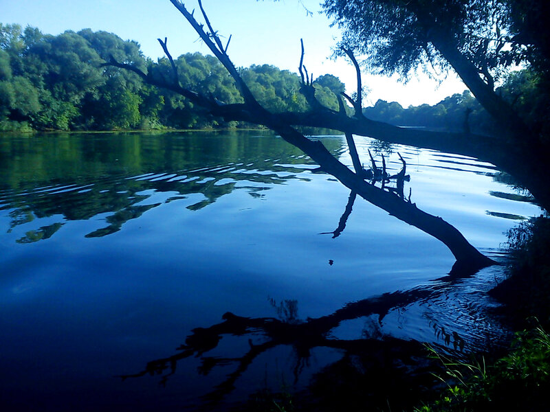 Silhouetted Tree Branch — Blue