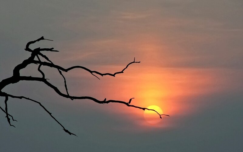 Silhouetted Tree Branch — Orange