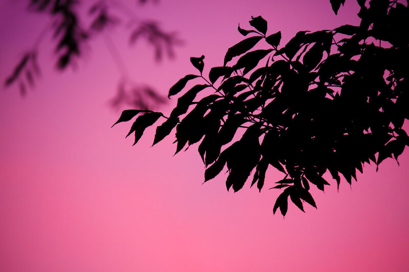 Silhouetted Tree Branch — Pink