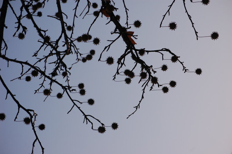 silhouetted tree branches