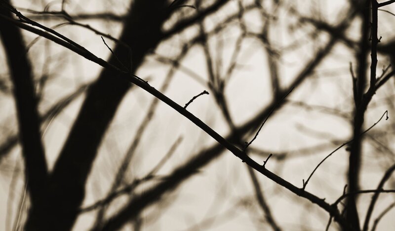 Silhouetted tree branches