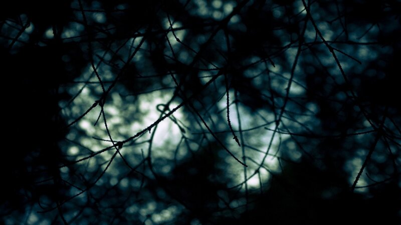 Silhouetted Tree Branches — Black, Dark, Night