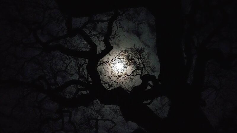 Silhouetted Tree Branches — Black, Dark