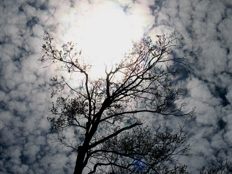 Silhouetted Tree Branches — Black, Dramatic, Afternoon