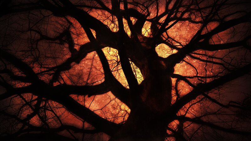 Silhouetted Tree Branches — Black, Dramatic, Night, Digital Art
