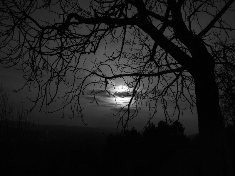 Silhouetted Tree Branches — Black, Dramatic, Night, Photograph