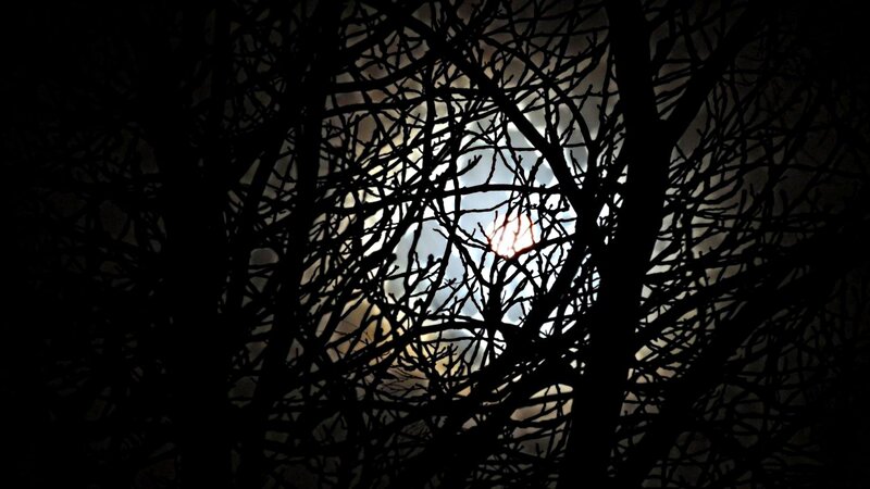 Silhouetted Tree Branches — Black, Dramatic, Night