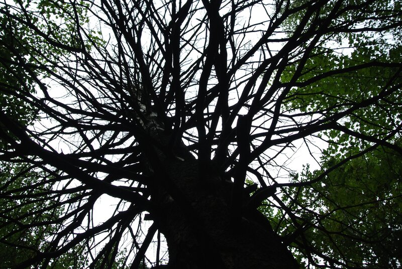 Silhouetted Tree Branches — Black, Dramatic, Photograph