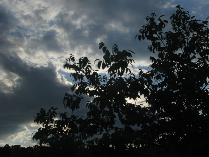 Silhouetted Tree Branches — Black, Dramatic, Sunset, Photograph, Clouds
