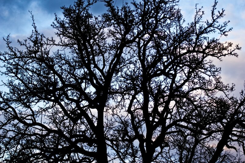 Silhouetted Tree Branches — Black, Dramatic, Sunset, Photograph, Sky, Clouds