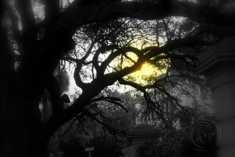 Silhouetted Tree Branches — Black, Dramatic, Sunset, Photograph, Sun, Building