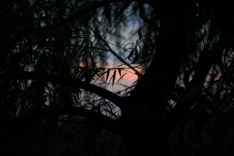 Silhouetted Tree Branches — Black, Dramatic