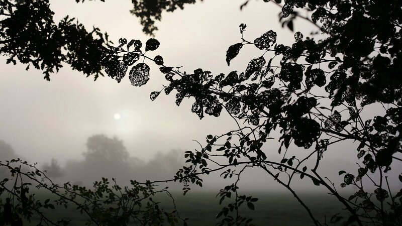 Silhouetted Tree Branches — Black, Misty, Morning