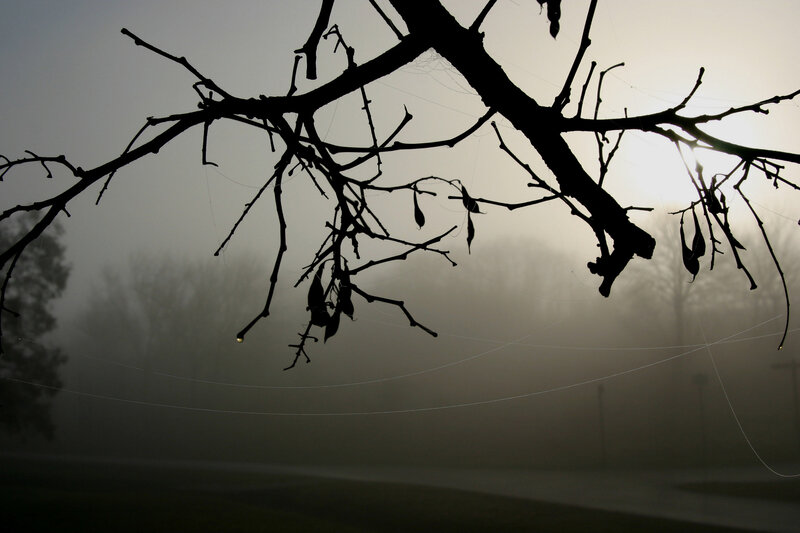 Silhouetted Tree Branches — Black, Misty