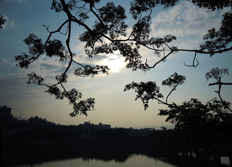 Silhouetted Tree Branches — Black, Serene