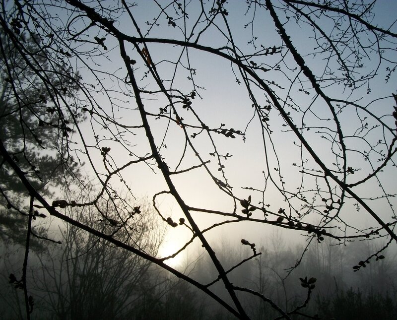 Silhouetted Tree Branches — Black