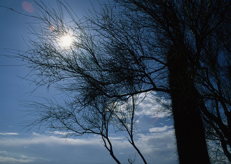 Silhouetted Tree Branches — Blue, Dramatic, Afternoon