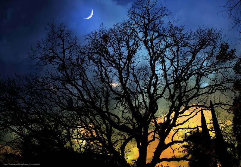 Silhouetted Tree Branches — Blue, Dramatic, Night, Photograph, Moon