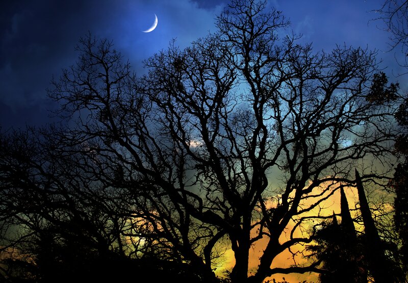 Silhouetted Tree Branches — Blue, Dramatic, Night, Photograph