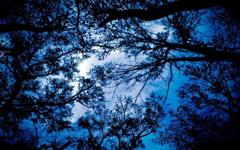 Silhouetted Tree Branches — Blue, Dramatic, Night