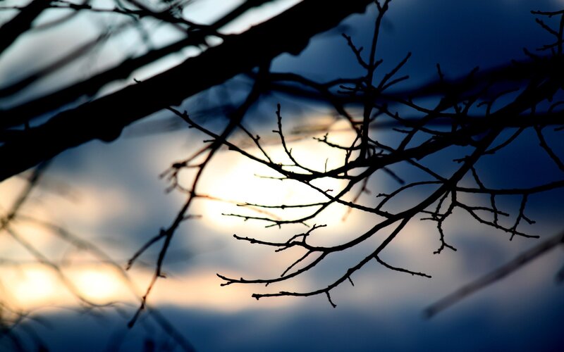 Silhouetted Tree Branches — Blue, Dramatic, Sunset, Photograph, Sky, Sun