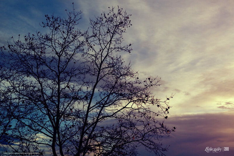 Silhouetted Tree Branches — Blue, Dramatic, Sunset, Photograph, Sky