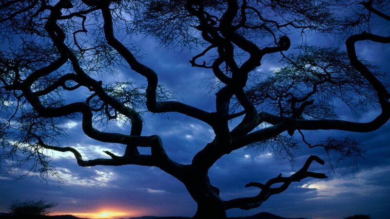 Silhouetted Tree Branches — Blue, Dramatic, Sunset, Photograph