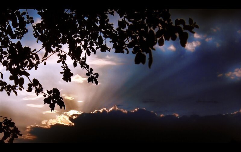 Silhouetted Tree Branches — Blue, Dramatic, Sunset