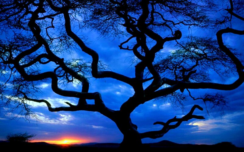 Silhouetted Tree Branches — Blue, Dramatic