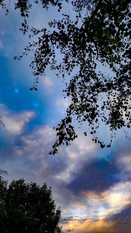 Silhouetted Tree Branches — Blue, Serene, Night, Photograph, Sky