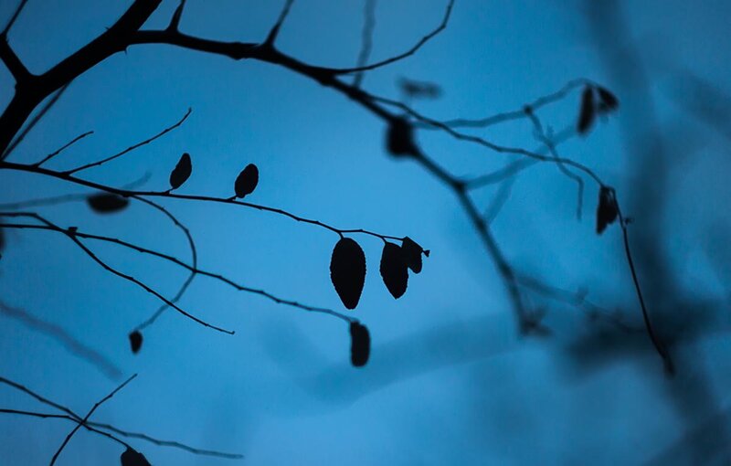 Silhouetted Tree Branches — Blue, Serene, Night